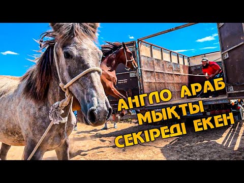 Видео: Саяқтарды қораға қамап.  Әркім өз жылқысын алып кетті.  Мен жирен құнады алып келдім.