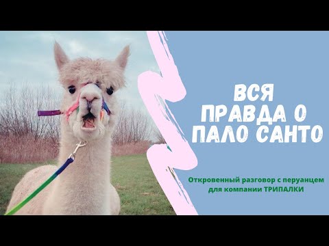 Видео: Вся правда о Пало Санто(Palo Santo) от поставщика из Перу! Как собирают и применяют в Перу и в РФ.