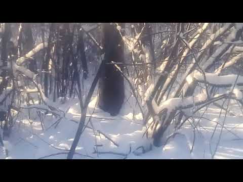 Видео: установка петель на зайца 04012018