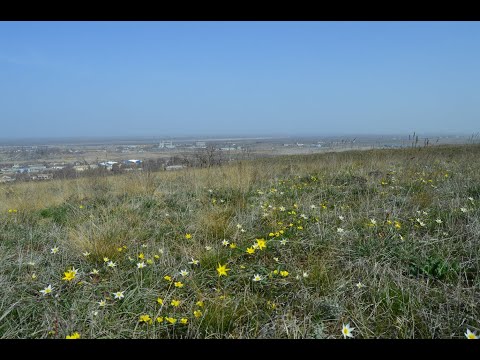 Видео: Hiking Yergeni Upland Tulips blooming Ергенинская возвышенность Цветение тюльпанов