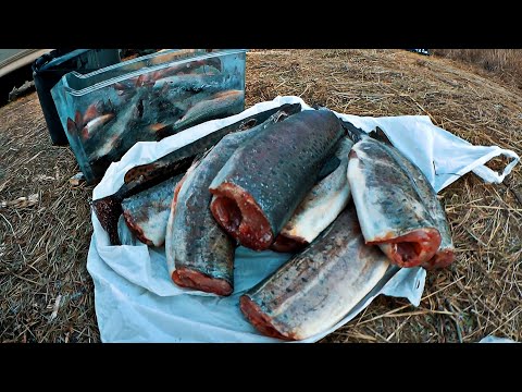 Видео: ГОРНАЯ РЫБАЛКА 2020. МНОГО КРУПНОГО ХАРИУСА.