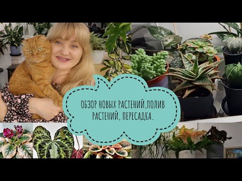 Видео: 🍀ОБЗОР НОВЫХ РАСТЕНИЙ, ПОЛИВ РАСТЕНИЙ, ПЕРЕСАДКА🍀