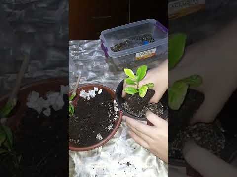 Видео: №52. Гардения гулини кўпайтириш ва зўр натижаси...