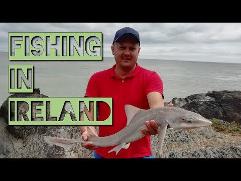 Видео: АКУЛА НА КРЕВЕТКУ / СИБАС В КОПИЛКУ / МОРСКАЯ РЫБАЛКА / FISHING IN IRELAND /