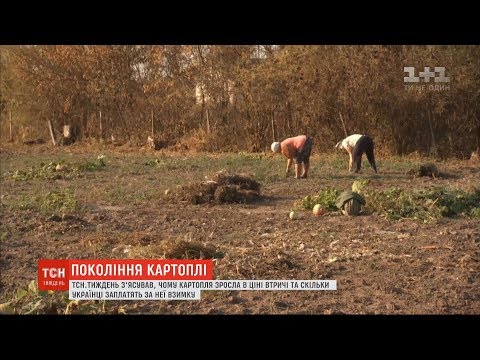 Видео: Культ картоплі: що вигідніше - вирощувати самому чи купити у супермаркеті