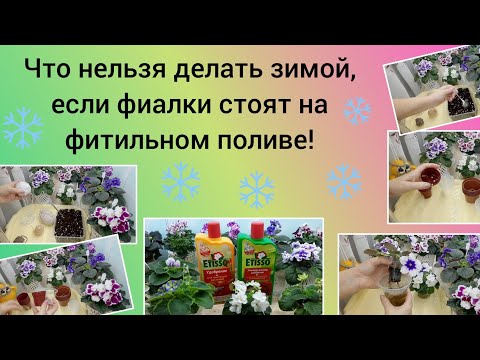 Видео: Фитильный полив фиалок! Что нужно учитывать зимой?