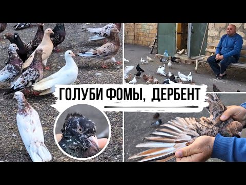 Видео: ЭКСКЛЮЗИВ❗️Шикарная коллекция мраморных бойных голубей Фомы из г. Дербент | Almond / Stipper pigeons
