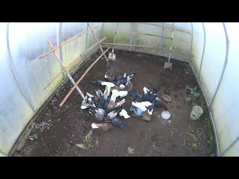 Видео: николаевские голуби как? когда?  СКОЛЬКО??  и чем? я кормлю  голубей