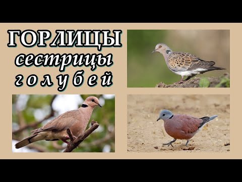 Видео: ГОРЛИЦЫ - Сестрицы голубей