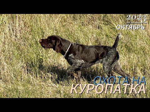 Видео: Охота на куропатки с Дратхаар  .