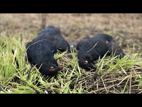 Видео: Утренняя охота на тетеревов с чучелами. Осень 2022