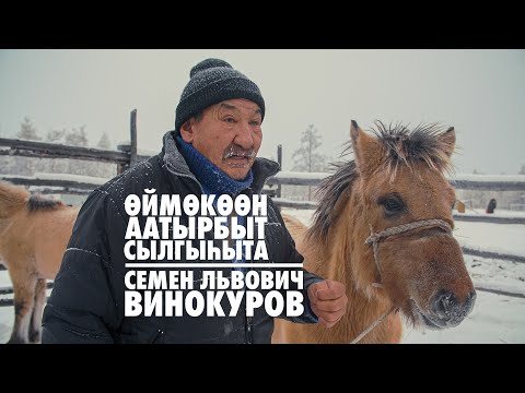 Видео: Өймөкөөн аатырбыт сылгыһыта Сэмэн Винокуров. Именитый Оймяконский коневод Семен Винокуров