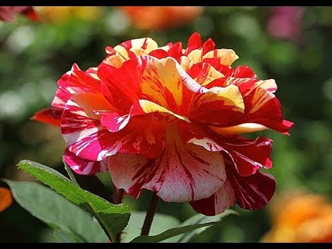 Видео: РОЗЫ ФЛОРИБУНДА: 9 ПРАВИЛ ПО ВЫРАЩИВАНИЮ