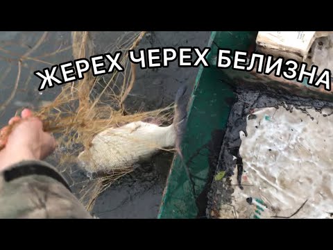 Видео: ЖЕРЕХ ВЫШЕЛ НА ОХОТУ!ПРОПАЛА ПЛАВАЮЩАЯ СЕТЬ!
