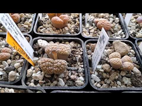 Видео: Мои Литопсы.Уход.Полив.Зимовка.Цветение.Lithops