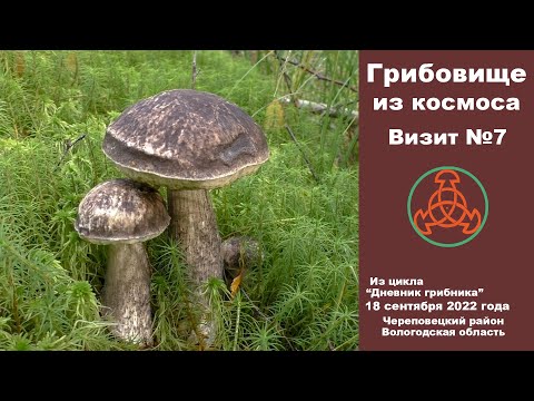 Видео: Грибовище из космоса. Визит №7. "Дневник грибника" 18 сентября 2022 года.