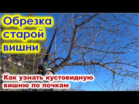 Видео: Обрезка старой вишни  Как определить по почке тип вишни