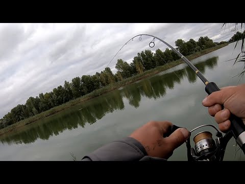 Видео: ЛОВЛЯ СОМА НА МАНДУЛУ!!! рыбалка на хищника  ловля судака с берега осенью