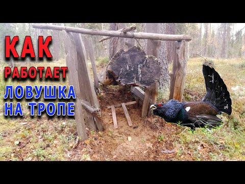 Видео: Проверка ловушек на боровую дичь. На дедовской тропе.