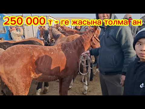 Видео: 10.11.25Сарыағаш мал базарыЖылқылар,аттар.құнандар,биелер,биелер құлынымен,байталдар,тайлар,құлындар