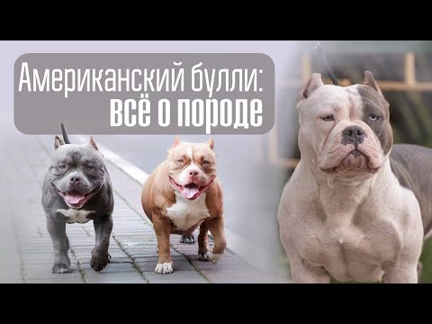 Видео: Американский булли: все о породе. Сравниваем типы