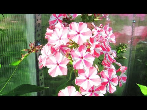 Видео: Как размножить флоксы черенками.