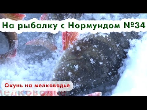 Видео: Окунь на мелководье : На рыбалку с Нормундом #34