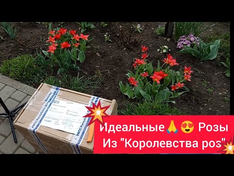 Видео: 💥СУПЕР сорта 🌹и СУПЕР саженцы🙏😃 из "Королевства роз"🌹🌹🌹💥