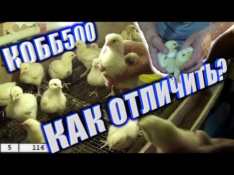 Видео: (ч.14)Выращивание бройлеров в домашних условиях. Отставание в росте Кобб 500. Вес в 5 дней.