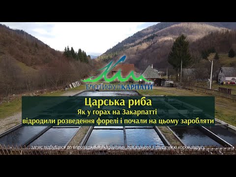 Видео: Царська риба. Як у горах на Закарпатті відродили розведення форелі і почали на цьому заробляти