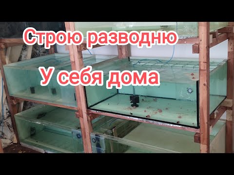 Видео: Обзор: Домашняя аквариумная разводня аквариумных рыбок в квартире