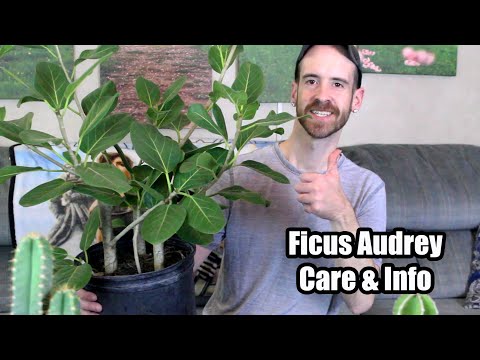 Видео: Уход и информация о фикусе Одри/Баньян (Ficus benghalensis)