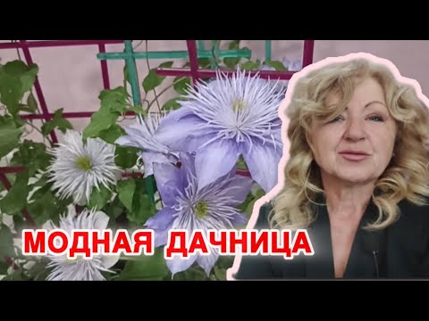 Видео: Этот клематис я искала 10 лет. Как правильно высаживать клематисы. Советы от модной дачницы.