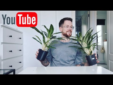 Видео: Аглаонемы. Впервые у меня в коллекции. Аглаонема. Пересадка.