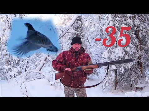 Видео: ОХОТА В ГЛУХОЗИМЬЕ / ПТИЦА ПЛОТНО СИДИТ ПОД СНЕГОМ / МОРОЗ - 35. РЕСПУБЛИКА КОМИ. ПИЖМА.