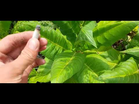 Видео: Рот фронт...