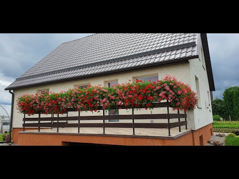 Видео: Цветы на балконе , и растут прямо в ящиках.)