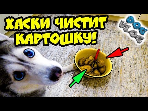 Видео: DOGVLOG: ХАСКИ ЧИСТИТ КАРТОШКУ! Говорящая собака