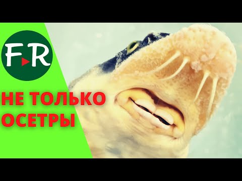Видео: Осетр, карп, тиляпия, сом. Выращивание рыбы в УЗВ. Эксперименты на акваферме