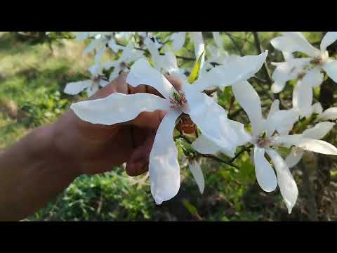 Видео: Магнолии первой волны - новые для Беларуси виды и сорта