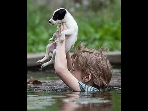 Видео: 🐕 Любите животных! 😺 Милое и смешное видео с животными для отличного настроения! 🐈