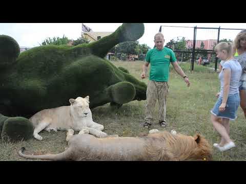 Видео: ОГРОМНЫЙ ЛЕВ решил вмешаться в фото-сессию туристов !