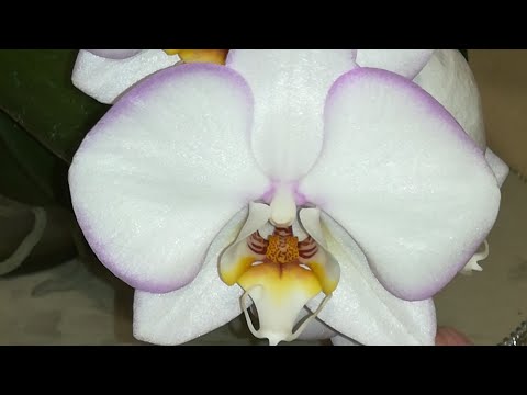 Видео: КРАСАВИЦА ГРАНДИФЛОРА  ДИАНА❣️❤️🧡💛👍😍💥#PHALAENOPSIS #ORHIDS #ORJIDEA#FLOR 🌱🌱🌱🦋🦋🦋❣️😍