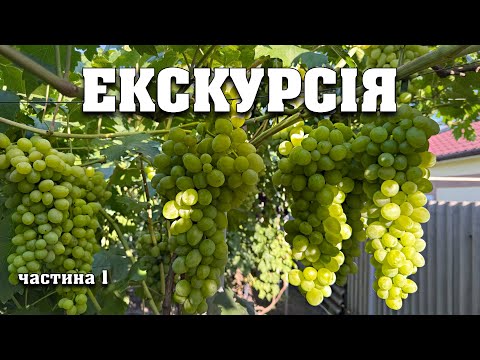 Видео: Огляд нашого виноградника , а також усіх сортів винограду станом на 15 серпня 2025 року