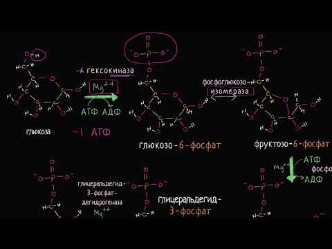 Видео: Стадии гликолиза (видео 6) | Клеточное дыхание| Биология