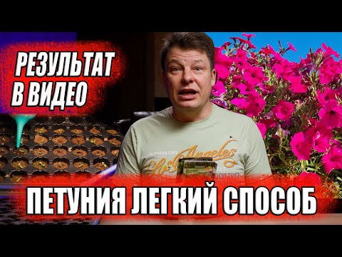 Видео: Петуния всходит на 3-й день, самый простой и быстрый способ посадки