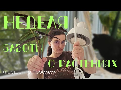Видео: Неделя заботы о растениях. Устранение проблем, уборка, полив, пересадки, лампы и оформление.