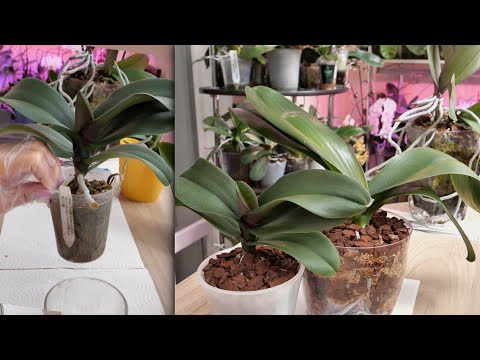 Видео: Пересадим две орхидеи с МАЛЕНЬКОЙ корневой и с ПРОБЛЕМНОЙ ШЕЕЙ.