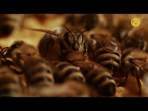 Видео: Жизнь пчелы / A Bee's Diary .  документальный фильм , Германия.