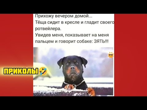 Видео: Тёщу нужно выбирать с собачкой смотри смешные картинки мемы котики приколы  🤣